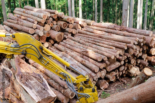 Obraz 林業の作業現場に集積されている間伐された丸太