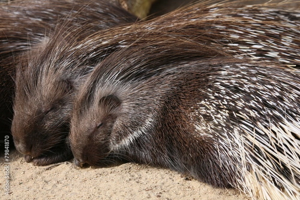 Fototapeta Stachelschwein