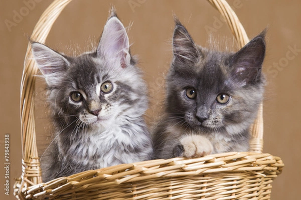 Fototapeta two Maine Coon kitten in a basket