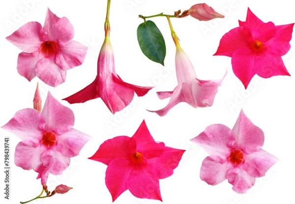 Fototapeta 만데빌라 산데리-꽃