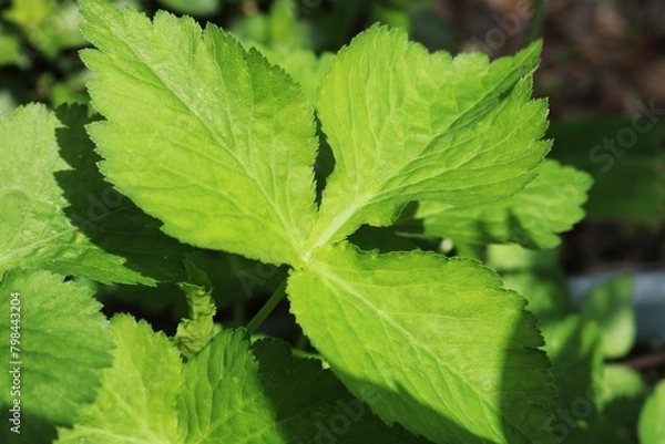 Obraz いい香りのする野菜　ミツバ　春の日