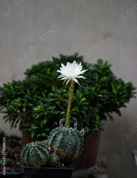 Obraz Echinopsis White Easter Lily