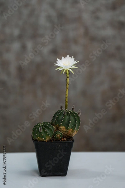 Obraz Echinopsis White Easter Lily