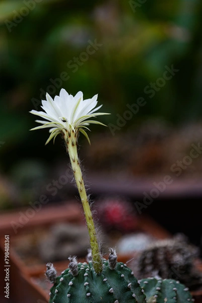 Obraz Echinopsis White Easter Lily