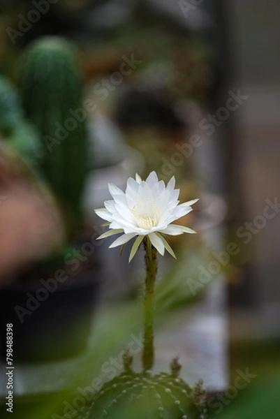 Obraz Echinopsis White Easter Lily