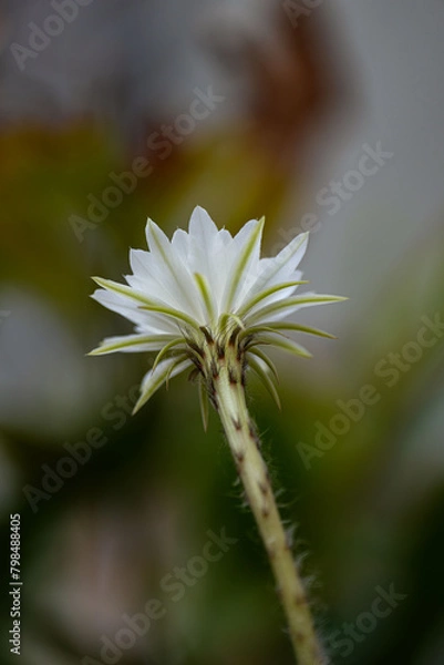 Obraz Echinopsis White Easter Lily