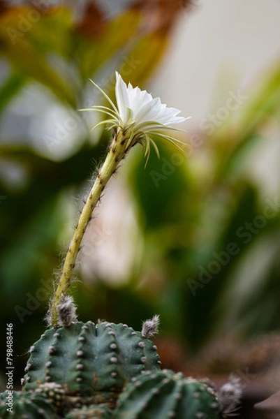 Obraz Echinopsis White Easter Lily