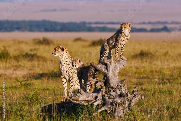 Fototapeta Cheetah Mom and Cubs