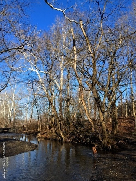 Obraz Sycamore Stream