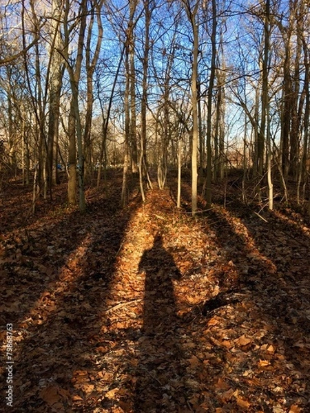 Obraz Early Spring Shadows