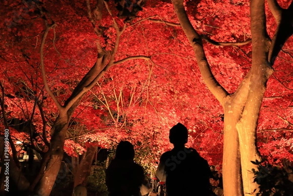 Obraz 大山阿夫利神社・大山寺付近で紅葉シーズンのライトアップ　夜景 