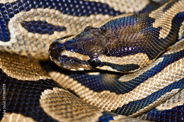 Fototapeta Gaia & Apollon II