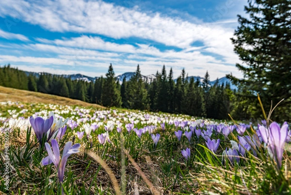 Fototapeta Beautiful spring crocuses on the Nagelfluh chain in the Allgau Alps near Immenstadt