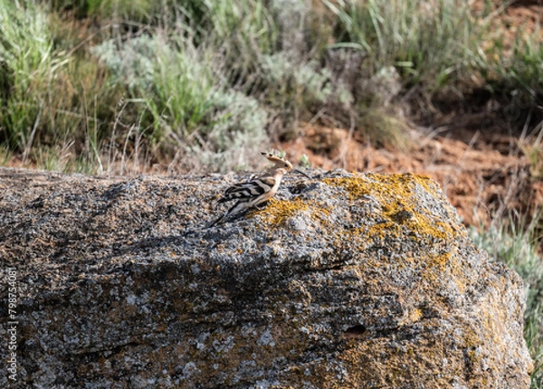 Fototapeta A colorful and beautiful hoopoe gathers food on the ground on a spring day