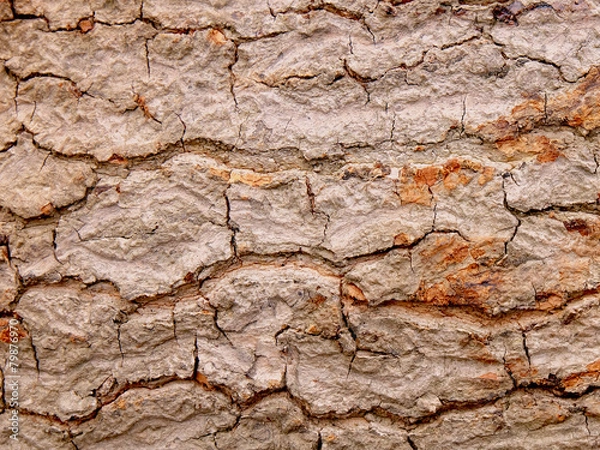 Fototapeta tree bark texture