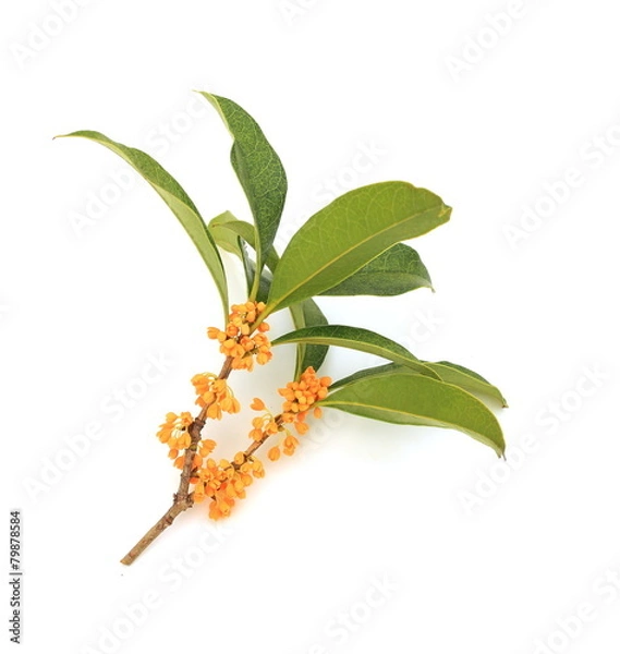 Obraz キンモクセイ