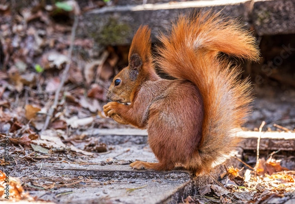 Fototapeta Red squirrel in the forest