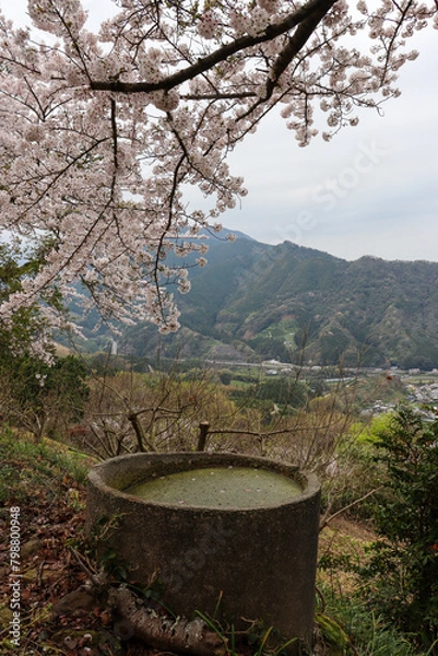 Obraz 桜と古井戸