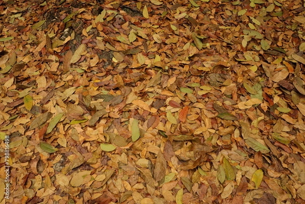 Obraz Autumn leaves background
