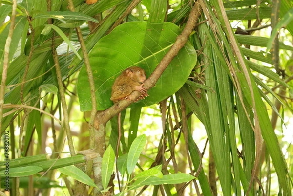 Obraz Tarsier from Bohol, Philippines.