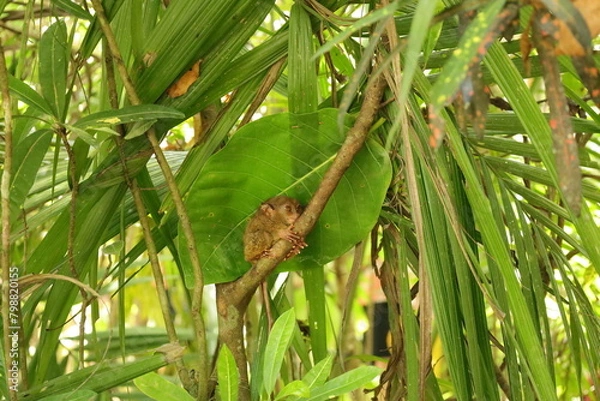 Obraz Tarsier from Bohol, Philippines.

