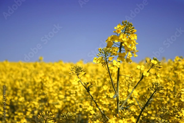 Fototapeta Rapsfeld II