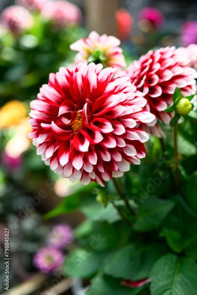 Fototapeta 初夏になるとダリアの花が開花する