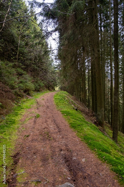 Obraz path in the woods