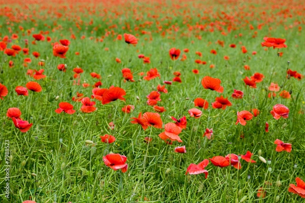 Fototapeta Red on green grass