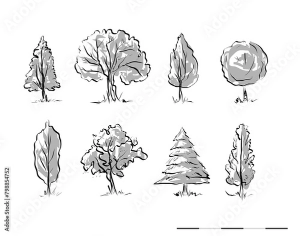 Obraz Tipos de arboles 02