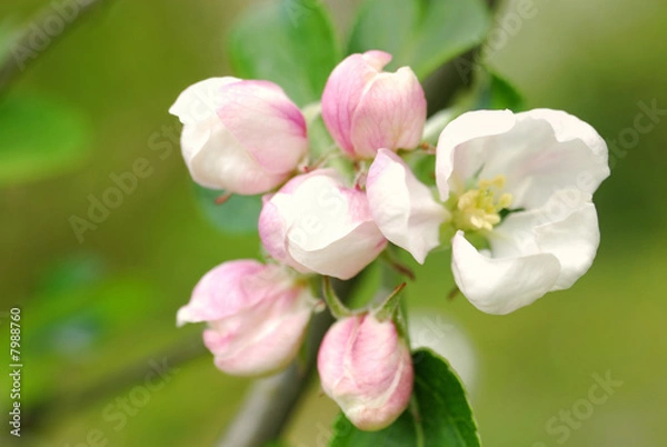 Fototapeta Apfelblüte