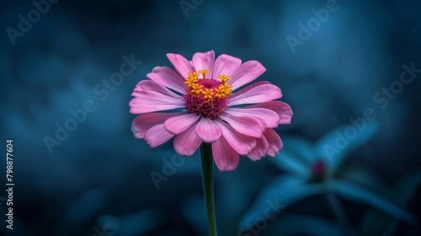 Fototapeta A pink flower with a yellow center on a dark backdrop