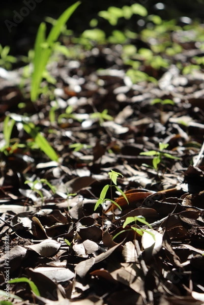 Fototapeta 芽吹き