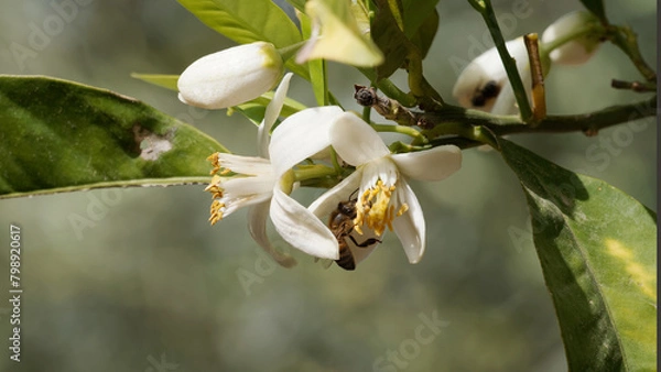 Fototapeta A bee attracted by the scent of a blooming lemon tree