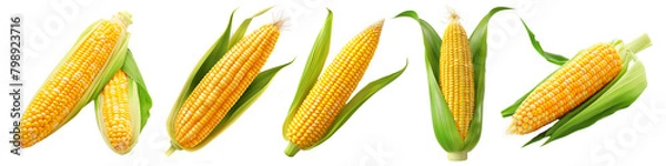 Obraz Ear of corn isolated on a white background. Fresh corncob set.