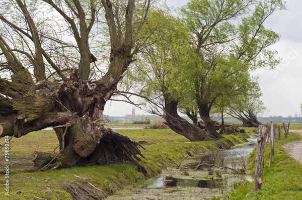 Obraz pochylone drzewa nad rzeką