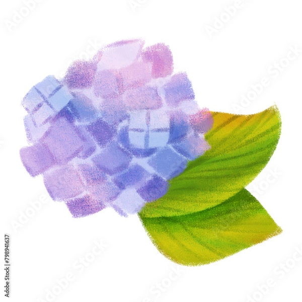 Obraz 紫陽花　挿絵　イラスト