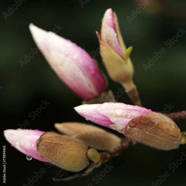 Fototapeta blossoming of magnolia trees during spring.