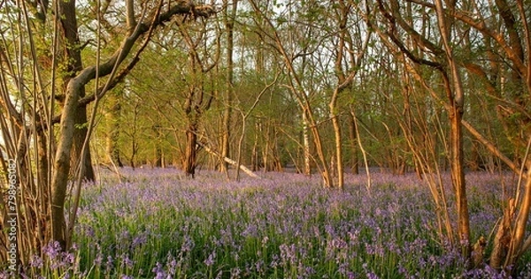 Obraz Bluebell woods