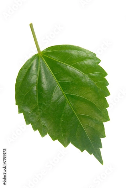 Obraz leaf