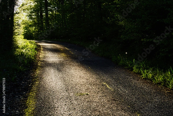 Fototapeta path in forest leads into bright sunlight