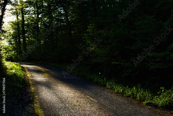 Fototapeta path in forest leads into bright sunlight
