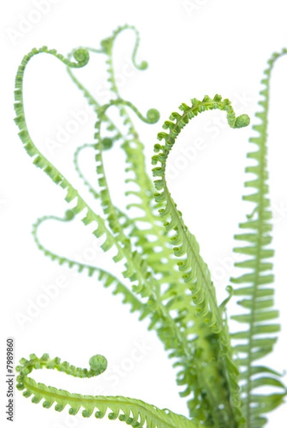Obraz fern