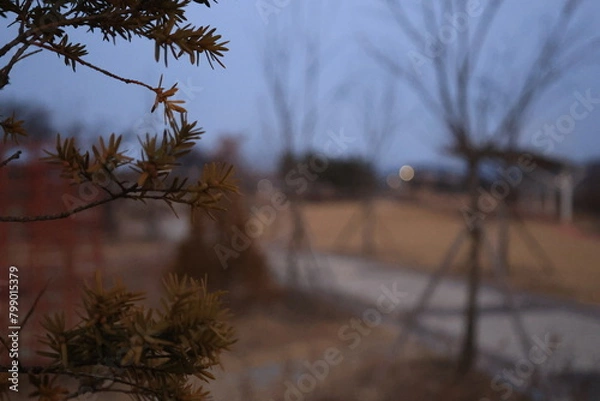 Obraz 나뭇가지 아웃포커스