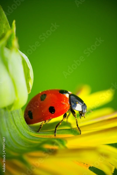 Fototapeta Ladybug & Flower