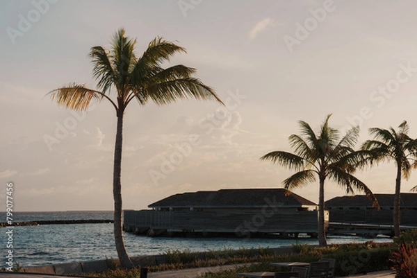 Obraz palm trees at sunset