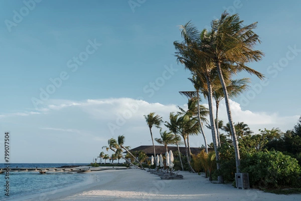 Obraz beach with palm trees