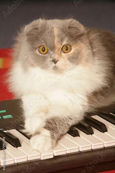 Fototapeta chat Scottish Fold