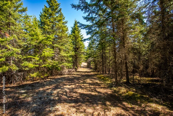 Obraz footpath in the forest