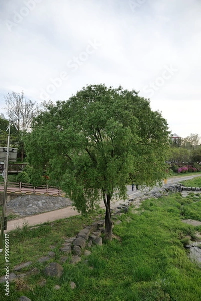 Fototapeta a tree by the stream
